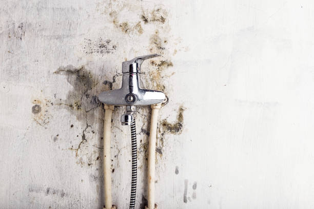 Best Mold Testing and Removal  in Carle Place, NY