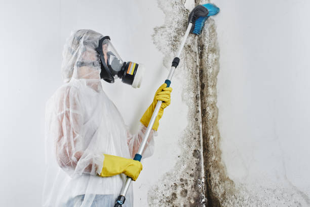 Best Mold Damage Repair  in Carle Place, NY