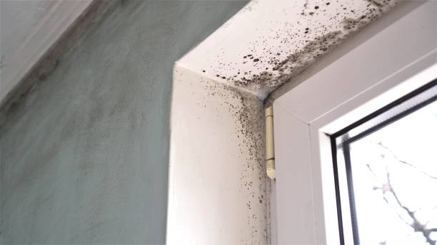 Best Mold Cleaning Services  in Carle Place, NY