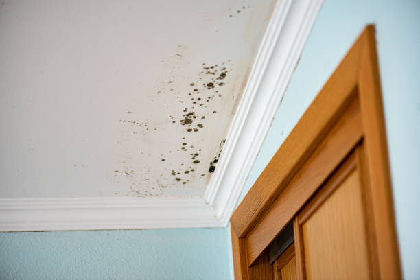 Mold Removal Process in Carle Place, NY