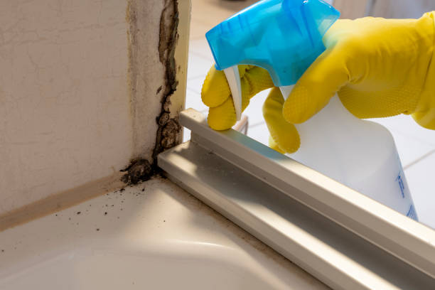 Best Affordable Mold Removal  in Carle Place, NY