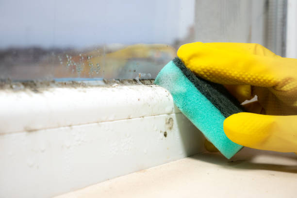 Best Mold Removal Company Near Me  in Carle Place, NY