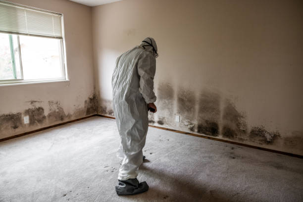 Best Certified Mold Removal  in Carle Place, NY