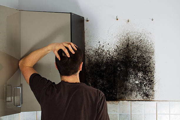 Best Mold Removal Company Near Me  in Carle Place, NY