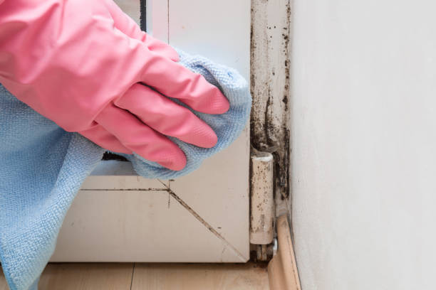 Mold Removal and Inspection in Carle Place, NY